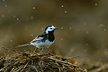 Pied wagtail (Motacilla alba yarrellii) adult male in spring plumage feeding on dung flies at farm midden heap, Hertfordshire, UK, April