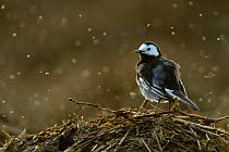 Pied wagtail (Motacilla alba yarrellii) adult male in spring plumage feeding on dung flies at farm midden heap, Hertfordshire, UK, April