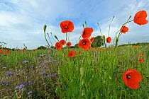 Herb rich conservation margin with field Poppies (Papaver rhoeas) and Scorpionweed (Phacelia tanacetifolia) RSPB's Hope Farm, Cambridgeshire, UK, May