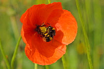 Buff-tailed bumble bee (Bombus terrestris) on Field poppy (Papaver rhoeas) showing fully laden pollen baskets, RSPB Hope Farm, Cambridgeshire, UK, May