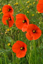 Herb rich conservation margin with Field poppies (Papaver rhoeas) RSPB Hope Farm, Cambridgeshire, UK, May