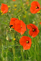 Herb rich conservation margin with Field poppies (Papaver rhoeas) and Buff-tailed bumble bee (Bombus terrestris) RSPB Hope Farm, Cambridgeshire, UK, May