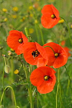 Herb rich conservation margin with Field poppies (Papaver rhoeas) and Buff-tailed bumble bee (Bpmbus terrestris) RSPB Hope Farm, Cambridgeshire, UK, May