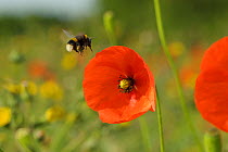 Herb rich conservation margin with Buff tailed bumble bee (Bombus terrestris) flying to Field poppies (Papaver rhoeas) RSPB Hope Farm, Cambridgeshire, UK, May