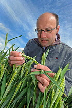 Farm manager, Chris Bailey, inspecting Wheat crop (Triticum aestivum) at RSPB's Hope Farm, Cambridgeshire, UK, May 2011, model released