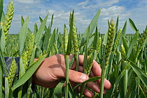 Farm manager, Chris Bailey, inspecting Wheat crop (Triticum aestivum) at RSPB's Hope Farm, Cambridgeshire, UK, May 2011, model released