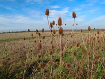 Conservation margin around arable land with Teasels, RSPB's Hope Farm, Cambridgeshire, UK,  February 2011.