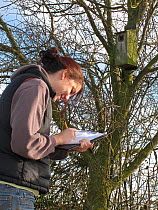 RSPB research assistant surveying bird nestboxes at Hope Farm, Cambridgeshire, UK, February 2011.