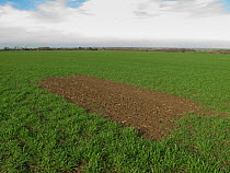 Skylark plot left in winter wheat crop for nesting Skylarks (Alauda arvensis) at RSPB's Hope Farm, Cambridgeshire, UK, February 2011.