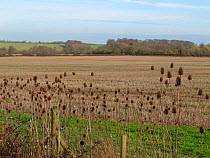 Winter stubble and conservation margin around arable land with Teasels (Dipsacus fullonum) seedheads, RSPB's Hope Farm, Cambridgeshire, UK,  February 2011.