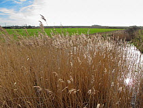 Farm pond and reedbed at RSPB's Hope Farm, Cambridgeshire, UK, February 2011.