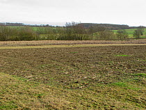 Winter stubble and conservation margin around the field at RSPB's Hope Farm, Cambridgeshire, UK, February 2011.