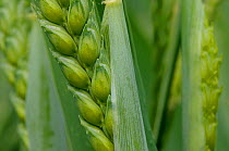 Close-up of green ear of Wheat (Triticum aestivum) grown at RSPB's Hope Farm, Cambridgeshire, UK, May