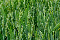 Winter Wheat crop (Triticum aestivum) grown at RSPB's Hope Farm, Cambridgeshire, UK, May 2011.