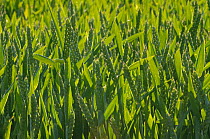 Winter Wheat crop (Triticum aestivum) grown at RSPB's Hope Farm, Cambridgeshire, UK, May 2011.