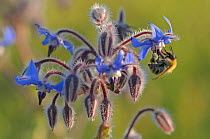 Worker honey bee (Apis mellifera) feeding on nectar of Borage (Borago officinalis) flower in conservation margin at RSPB's Hope Farm, Cambridgeshire, UK. May. Did you know? Honeybees can communicate t...