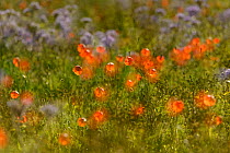 Herb rich conservation margin with Field poppies (Papaver rhoeas) and Scorpionweed (Phacelia tancetifolia) at RSPB's Hope Farm, Cambridgeshire, UK, May 2011. Abstract featuring multiple exposure techn...