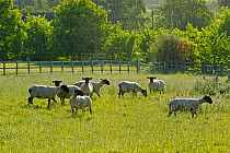 Flock of newly clipped Domesitc sheep grazing in pasture at RSPB's Hope Farm, Cambridgeshire, UK, May 2011.