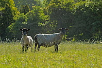 Two newly clipped Domesitc sheep grazing in pasture at RSPB's Hope Farm, Cambridgeshire, UK, May 2011.