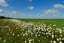 Herb rich conservation margin around farmland with Ox-eye daisies (Leucanthemum vulgare) at RSPB's Hope Farm, Cambridgeshire, UK, May 2011.