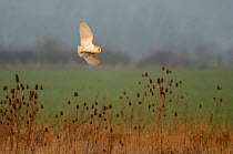 Barn owl (Tyto alba) adult in flight hunting over conservation margin on an arable farm in Hertfordshire, UK. March