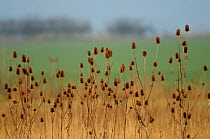 Teasels (Dipsocus fullonum) in conservation margin on arable farmland in Hertfordshire. March 2011.