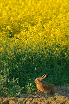 Brown hare (Lepus europaeus) by oilseed rape crop at RSPB's Hope Farm in Cambridgeshire. April 2011.