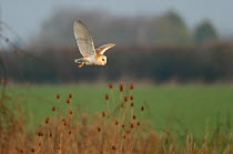 Barn owl (Tyto alba) adult in flight hunting over conservation margin on an arable farm in Hertfordshire, UK. March