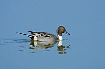 Pintail (Anas acuta) on water. Cambridgeshire Fens, England, March.