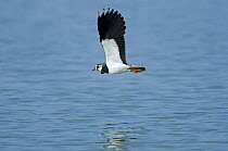 Lapwing (Vanellus vanellus) in flight low over water, underwing pluimage visible. Cambridgeshire Fens, England, March.