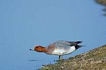 Wigeon (Anas penelope) drake standing by water. Cambridgeshire Fens, England, March.