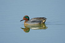 Teal (Anas crecca) on water. Cambridgeshire Fens, England, March.