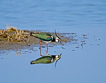 Lapwing (Vanellus vanellus) reflected in water. Cambridgeshire Fens, England, March.