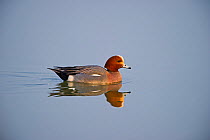 Wigeon (Anas penelope) drake on water.  Cambridgeshire Fens, England, March.