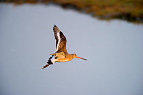 Black-tailed Godwit (Limosa limosa) in flight over water. Cambridgeshire Fens, England, March.