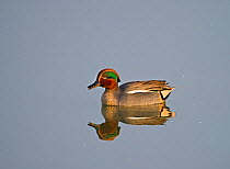Teal (Anas crecca) drake on water, calling. Cambridgeshire Fens, England, March.