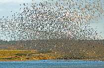 Flock of Red knot (Calidris canutus) in flight at high water on the Wash estuary, Snettisham RSPB reserve, Norfolk, England, UK, March