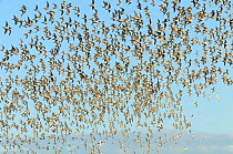 Flock of Red knot (Calidris canutus) in flight at high water on the Wash estuary, Snettisham RSPB reserve, Norfolk, England, UK, March