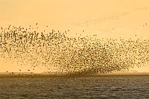Flock of Red knot (Calidris canutus) and Bar-tailed godwit (Limosa lapponica) in flight at high water on the Wash estuary, Snettisham RSPB reserve, Norfolk, England, UK, March