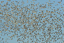 Flock of Red knot (Calidris canutus) and Bar-tailed godwit (Limosa lapponica) in flight at high water on the Wash estuary, Snettisham RSPB reserve, Norfolk, England, UK, March