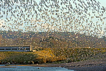 Flock of Red knot (Calidris canutus) and Bar-tailed godwit (Limosa lapponica) in flight at high water on the Wash estuary, with bird hide in the background, Snettisham RSPB reserve, Norfolk, England,...