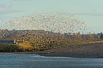 Flock of Red knot (Calidris canutus) and Bar-tailed godwit (Limosa lapponica) in flight at high water on the Wash estuary, with bird hide in the background, Snettisham RSPB reserve, Norfolk, England,...