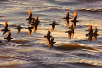 Flock of Dunlin (Calidris alpina) in flight at sunset over the Wash estuary, Snettisham RSPB reserve, Norfolk, England, UK, March. Did you know? While migrating, dunlins travel in massive groups of up...