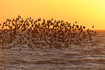 Flock of Red knot (Calidris canutus) in flight at high water on the Wash estuary at sunset, Snettisham RSPB reserve, Norfolk, England, UK, March