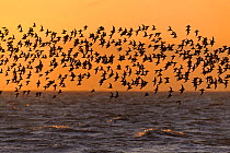 Flock of Red knot (Calidris canutus) in flight at high water on the Wash estuary at sunset, Snettisham RSPB reserve, Norfolk, England, UK, March