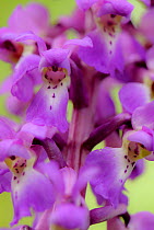 Close-up of Early purple orchid (Orchis mascula) in flower, Gamlingay Wood, Cambridgeshire, England, UK, April