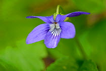 Common dog violet (Viola riviniana) in flower, Gamlingay Wood, Cambridgeshire, England, UK, April. Did you know? In Medieval times the dog violet was used as deodorant.