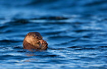 European river otter (Lutra lutra) swimming and eating fish, Isle of Mull, Inner Hebrides, Scotland, UK, December