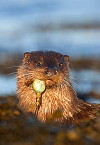 European river otter (Lutra lutra) amongst seaweed eating a fish, Isle of Mull, Inner Hebrides, Scotland, UK, December