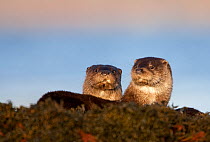 Two European river otters (Lutra lutra) resting in sea weed, Isle of Mull, Inner Hebrides, Scotland, UK, December